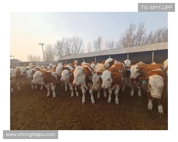 深入了解尊龙凯时app官网：带你感受全新的线上娱乐世界